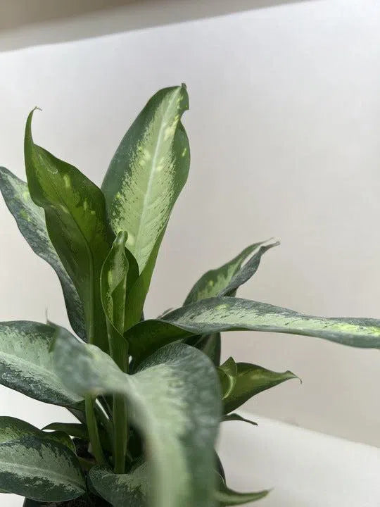 Dieffenbachia Panther-Indoor Plants-American Plant Supply