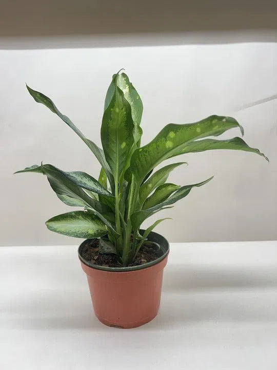 Dieffenbachia Panther-Indoor Plants-American Plant Supply
