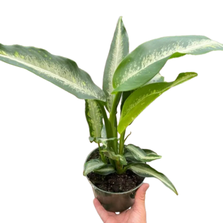 Dieffenbachia Panther-Indoor Plants-American Plant Supply