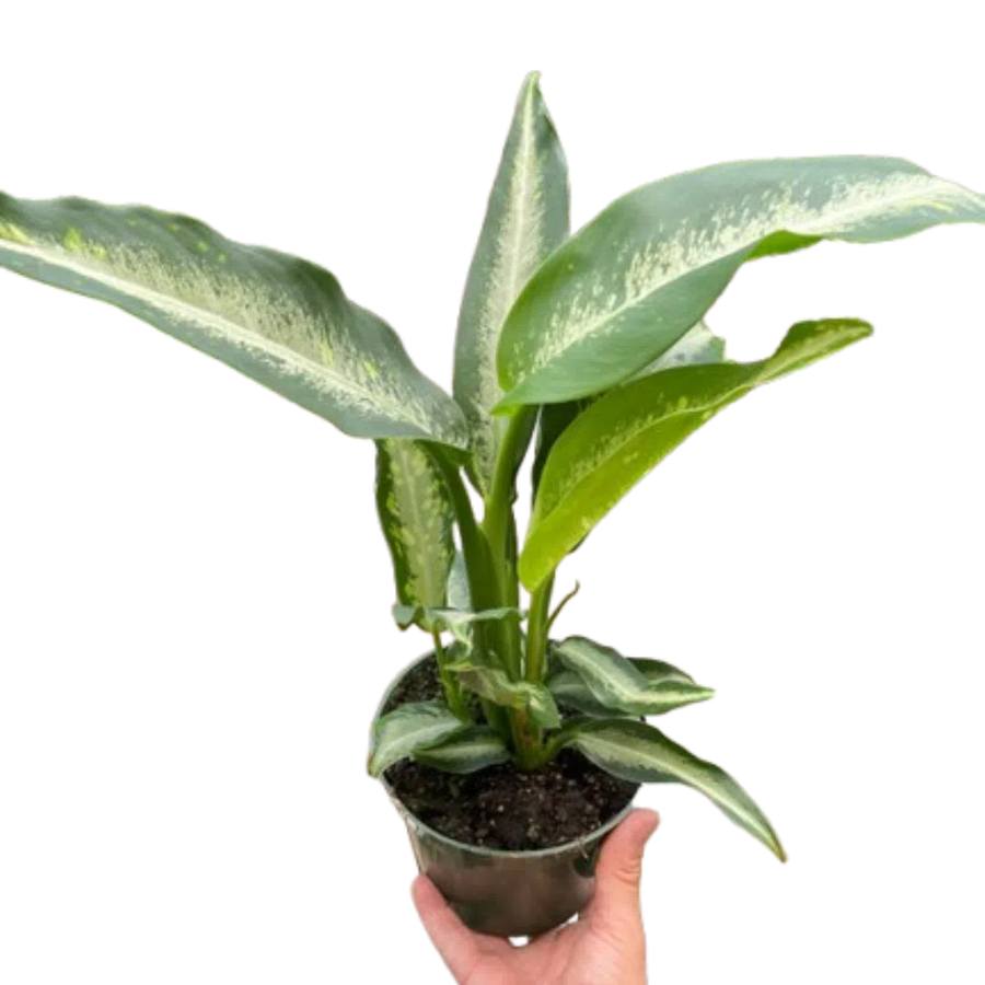 Dieffenbachia Panther-Indoor Plants-American Plant Supply