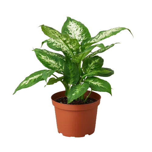 tropic snow indoor plant Dieffenbachia 'Tropic Snow' exclusive at American Plant Supply
