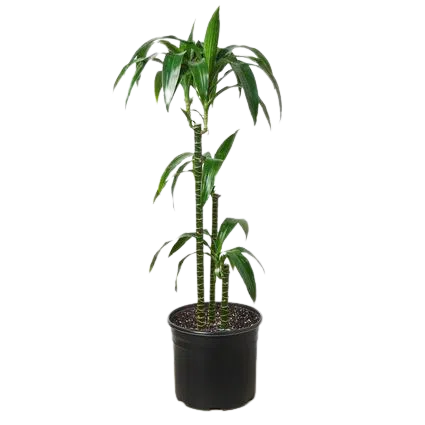 Dracaena 'Elegance' - 10" Pot-9" - 10" Plant-American Plant Supply