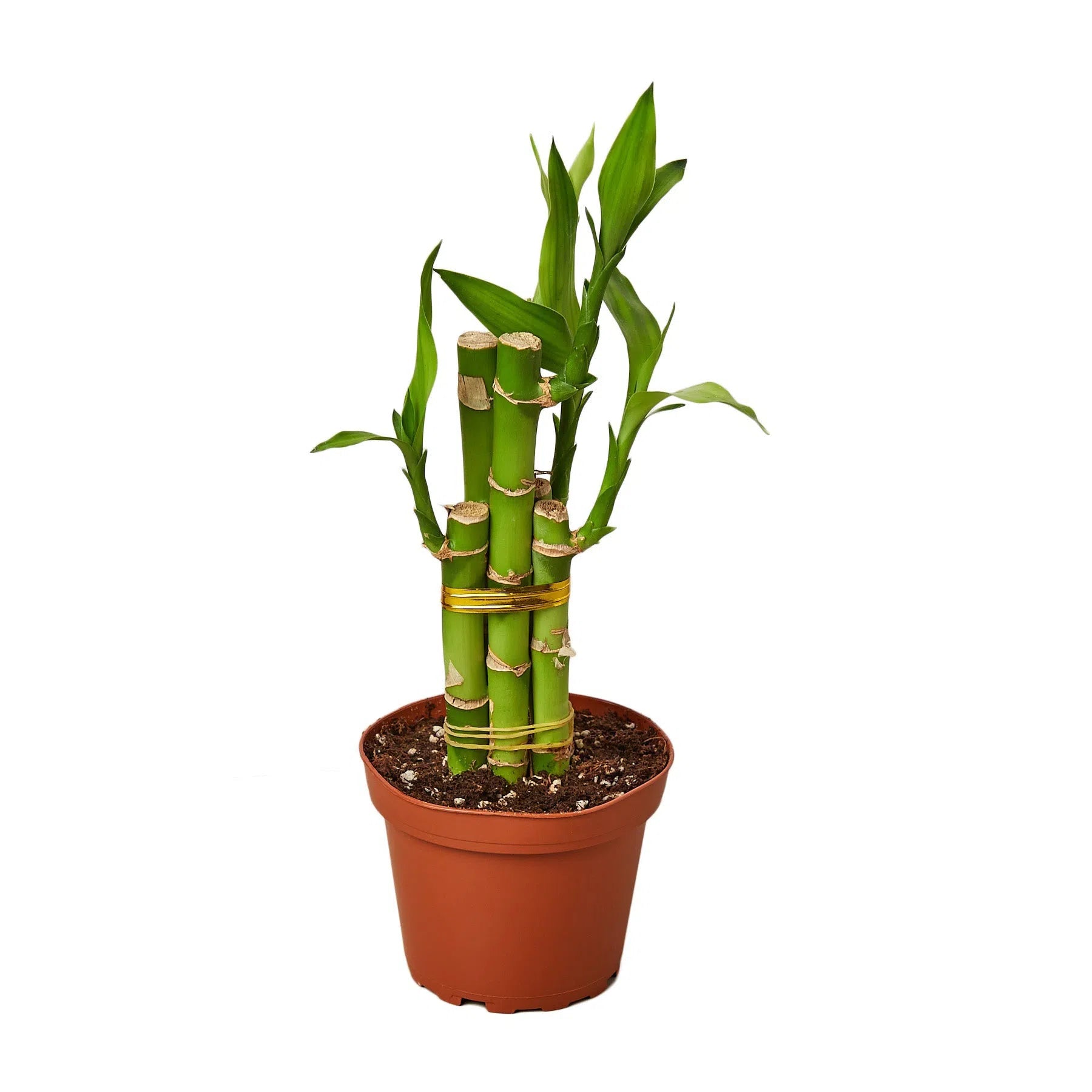 Dracaena 'Lucky Bamboo' exclusive at American Plant Supply