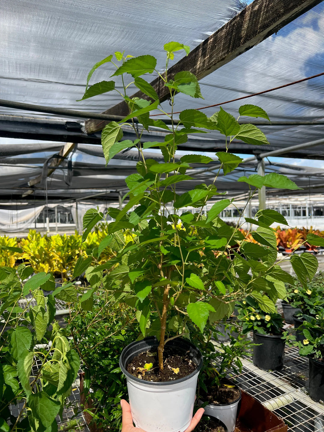 ED Mulberry-Indoor Plants-American Plant Supply