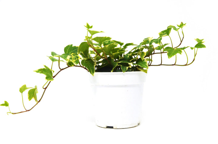 English Ivy 'Eva'-4" Plant (1pk/$2) ($6 Ship/15oz)-American Plant Supply