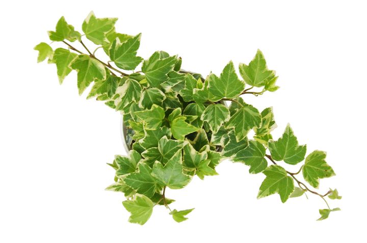 English Ivy 'Eva'-4" Plant (1pk/$2) ($6 Ship/15oz)-American Plant Supply