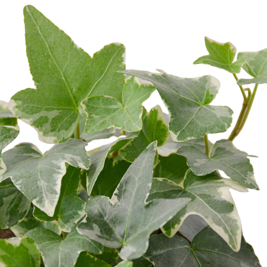 English Ivy 'Glacier'-Indoor Plants-American Plant Supply