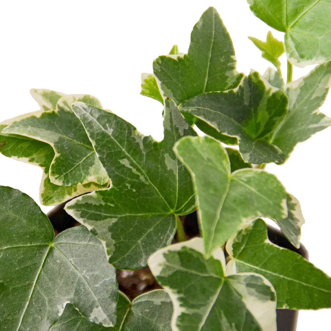 English Ivy 'Glacier'-Indoor Plants-American Plant Supply