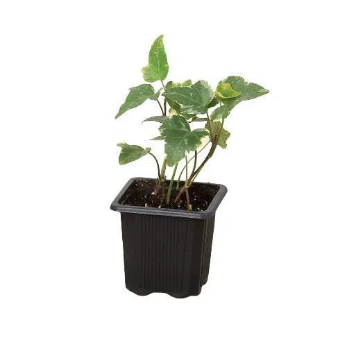 English Ivy 'Glacier'-Indoor Plants-American Plant Supply