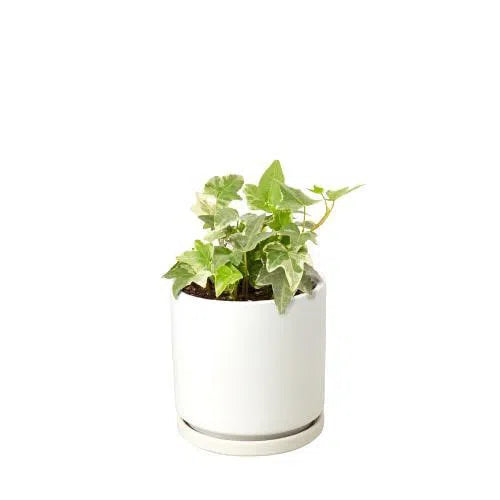 English Ivy 'Glacier'-Indoor Plants-American Plant Supply