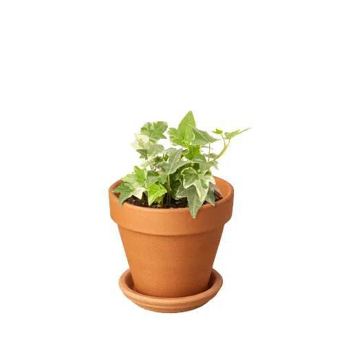 English Ivy 'Glacier'-Indoor Plants-American Plant Supply