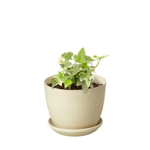 English Ivy 'Glacier'-Indoor Plants-American Plant Supply