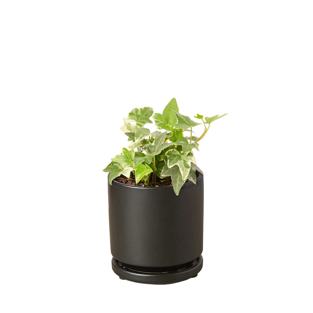 English Ivy 'Glacier'-Indoor Plants-American Plant Supply