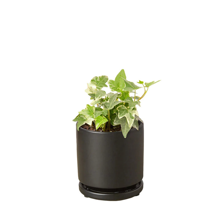 English Ivy 'Glacier'-Indoor Plants-American Plant Supply