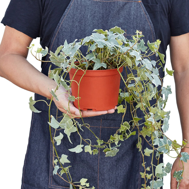 English Ivy 'Glacier'-Indoor Plants-American Plant Supply