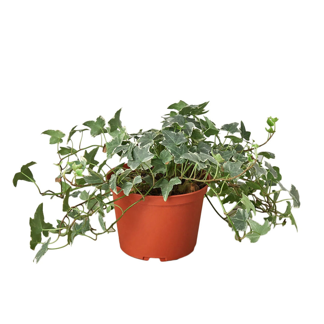 English Ivy 'Glacier'-Indoor Plants-American Plant Supply