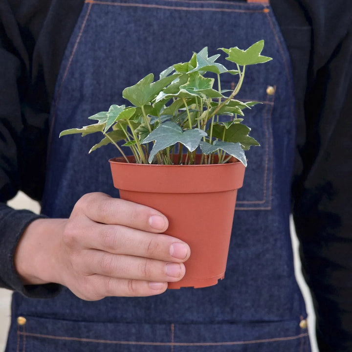 English Ivy 'Glacier'-Indoor Plants-American Plant Supply