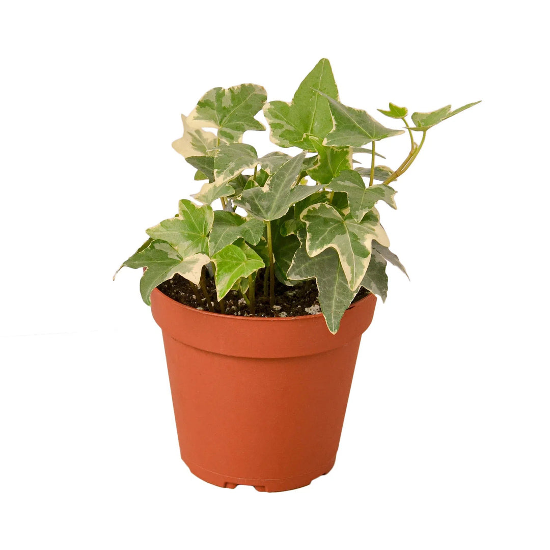 English Ivy 'Glacier'-Indoor Plants-American Plant Supply