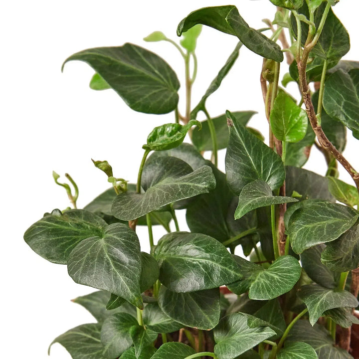 English Ivy 'Heart'-Default-American Plant Supply
