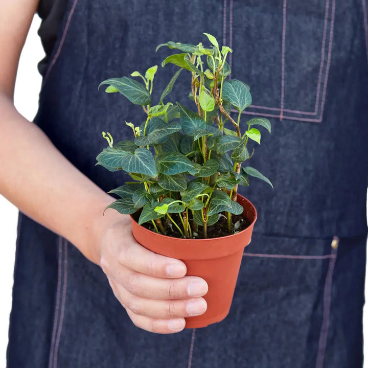 English Ivy 'Heart'-Default-American Plant Supply