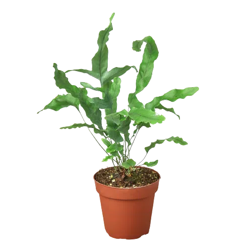 blue fern indoor plant Fern 'Blue Star' exclusive at American Plant Supply