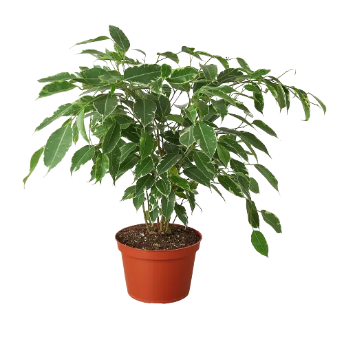 Ficus 'Breeze' - 6" Pot-6" Plant (1pk/$4.5) ($10 Ship/31oz)-American Plant Supply