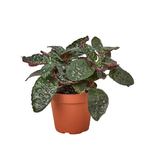 Hemigraphis 'Purple Waffle'-Indoor Plants-American Plant Supply