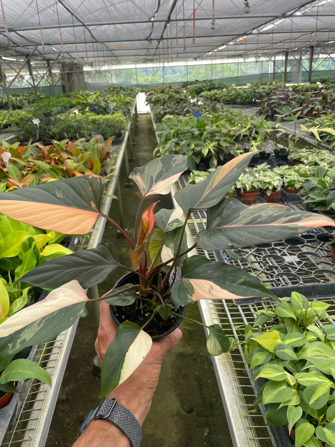 Homalomena Pink Diamond-American Plant Supply