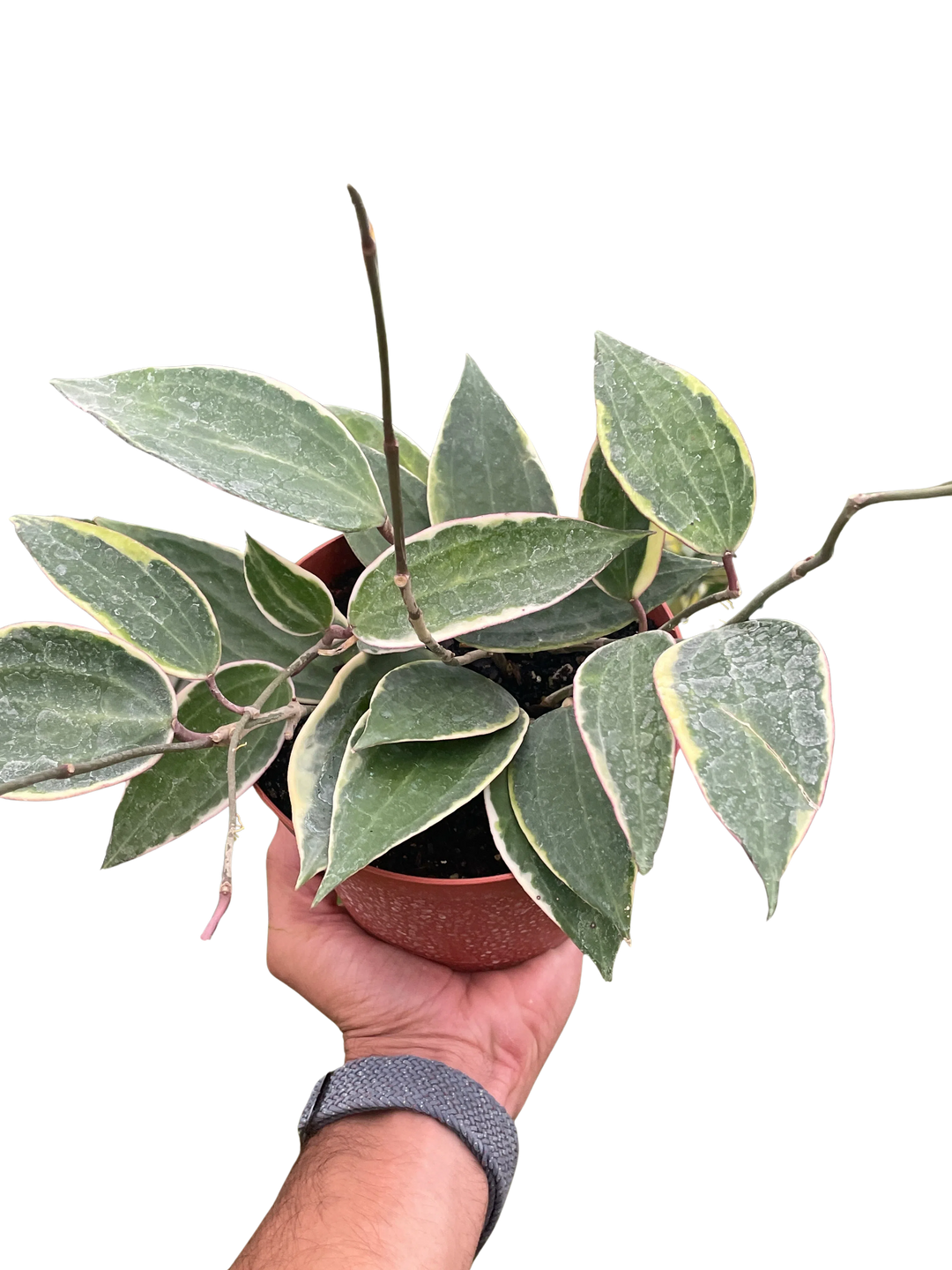 Hoya Macrophylla Variegated-4" Plant-American Plant Supply