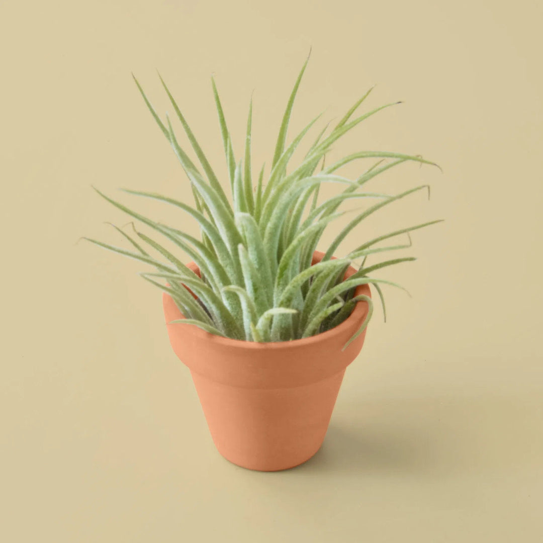 Ionantha Guatemala Tillandsia Air Plant with Terra Cotta-Air PLants-American Plant Supply