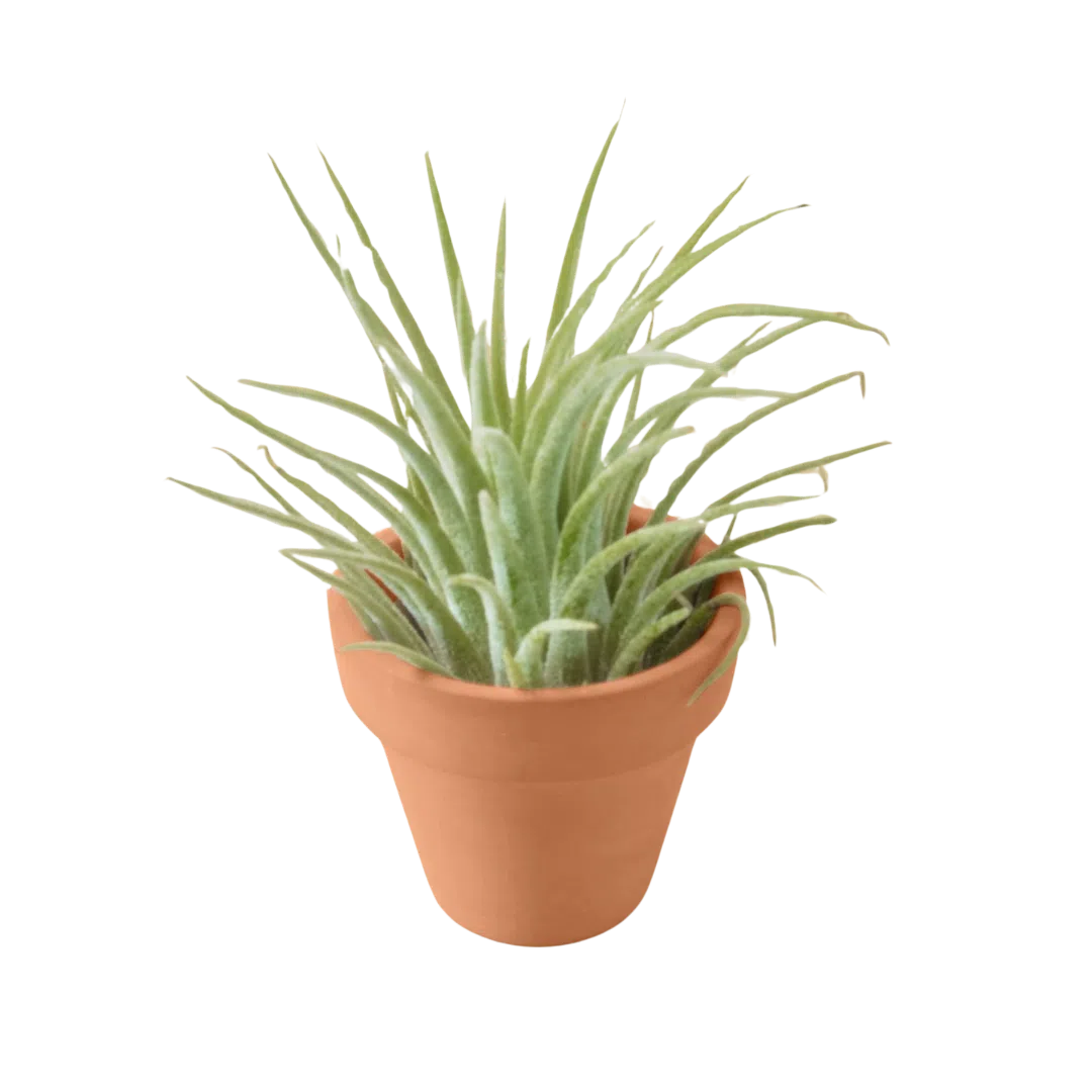 Ionantha Guatemala Tillandsia Air Plant with Terra Cotta-Air PLants-American Plant Supply