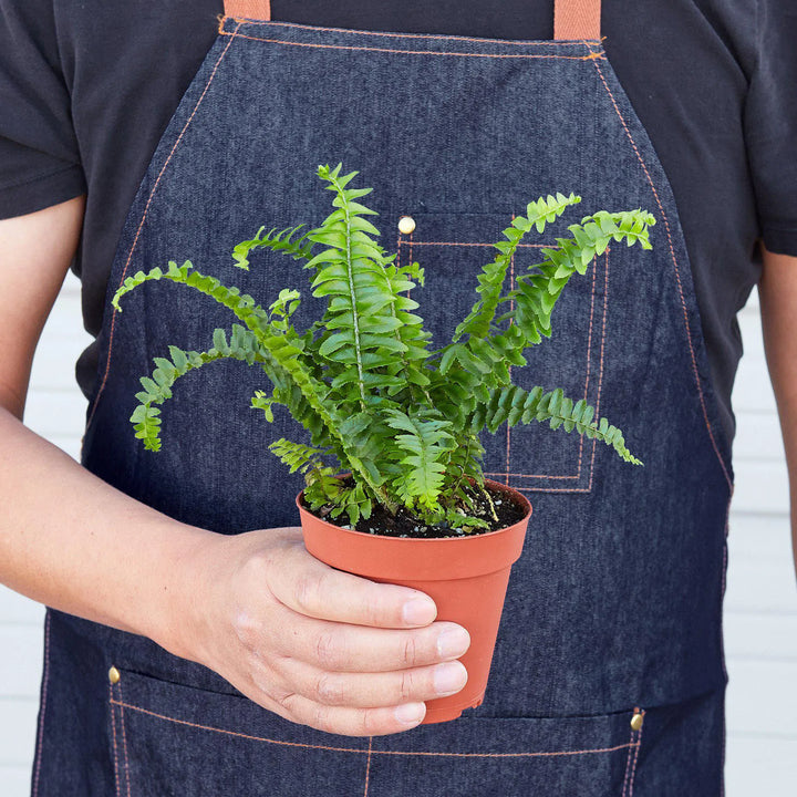 Jester's Crown Fern-Indoor Plants-American Plant Supply