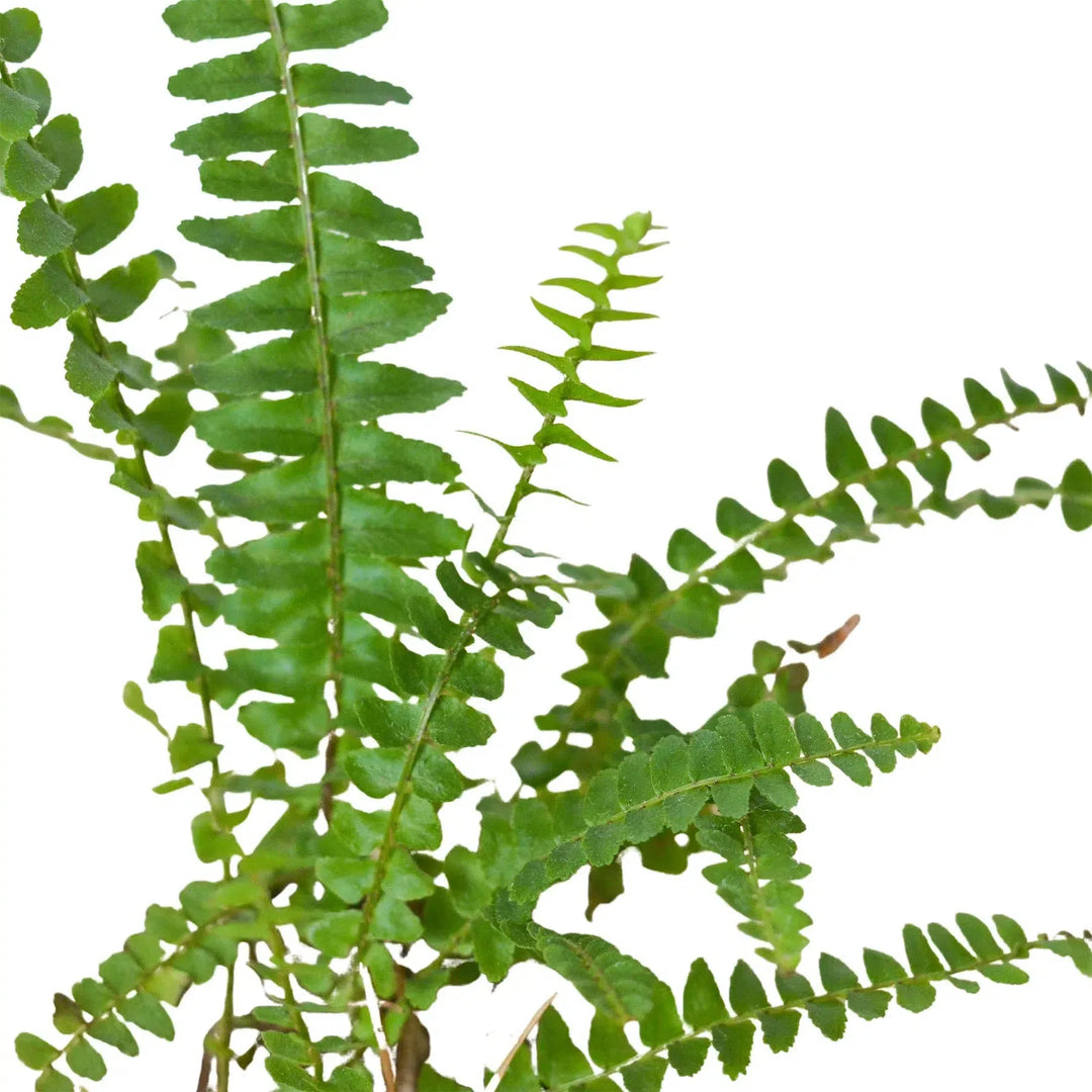 Jester's Crown Fern-Indoor Plants-American Plant Supply