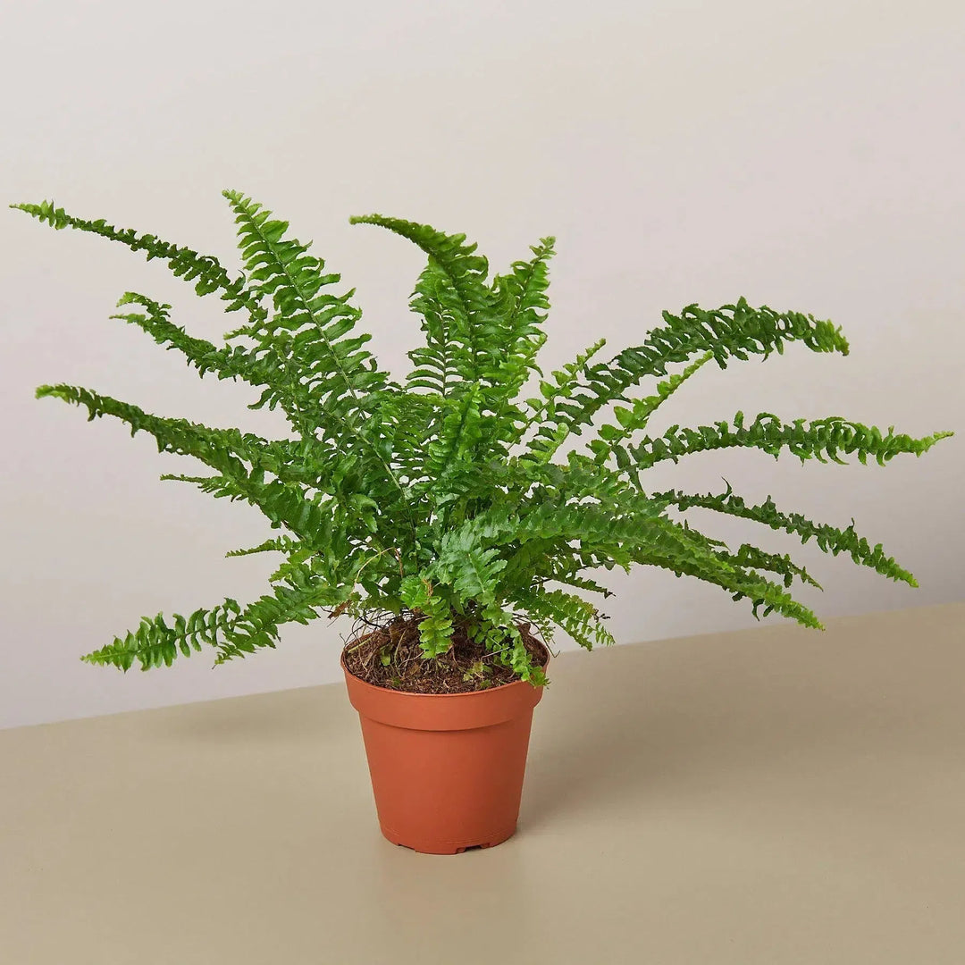 Jester's Crown Fern-Indoor Plants-American Plant Supply