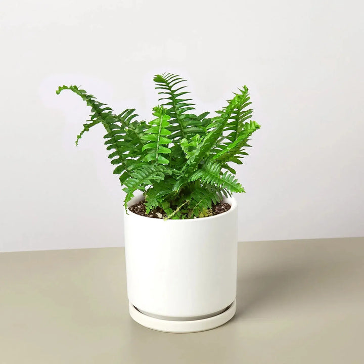 Jester's Crown Fern-Indoor Plants-4" Pot-White Cylinder-American Plant Supply