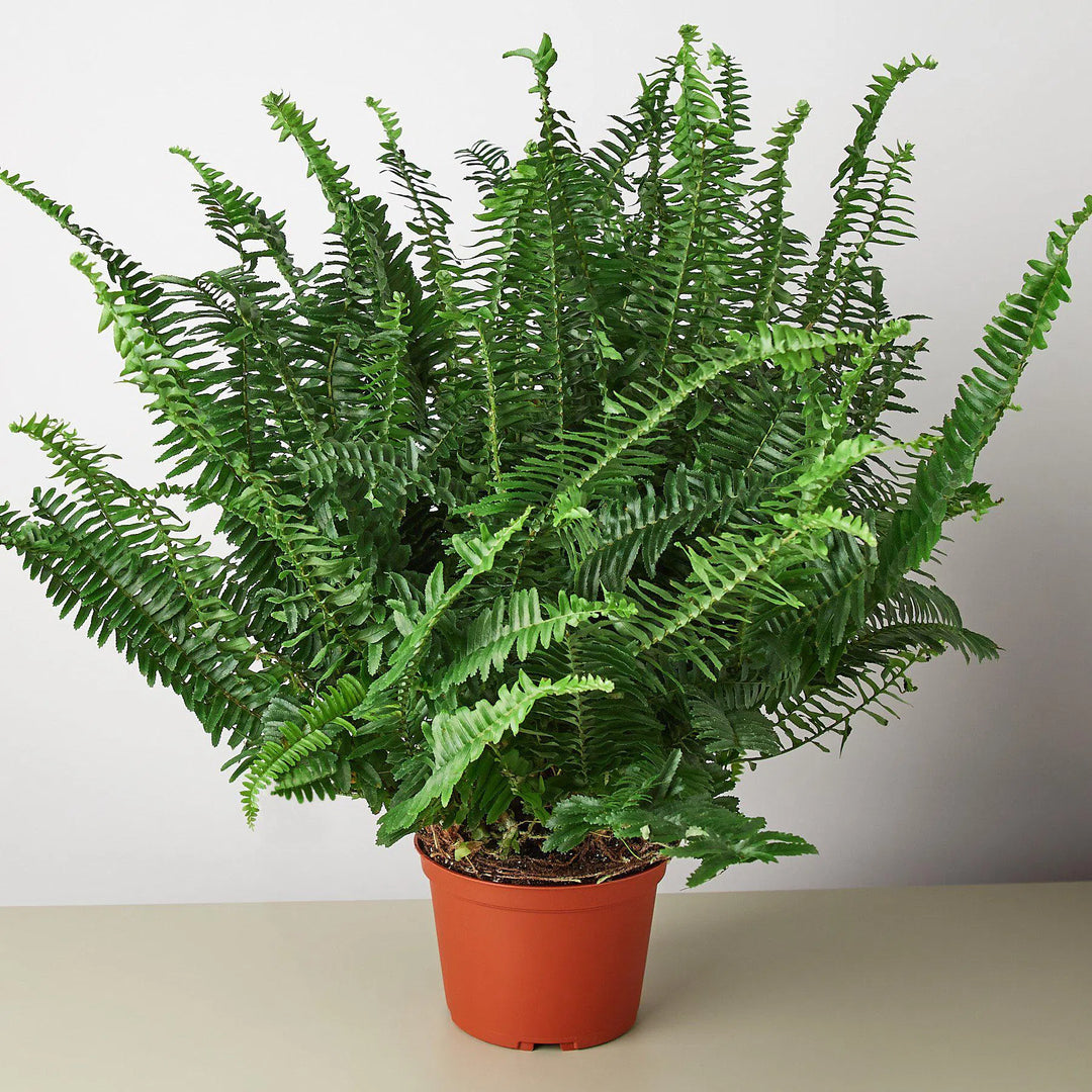 Jester's Crown Fern-Indoor Plants-American Plant Supply