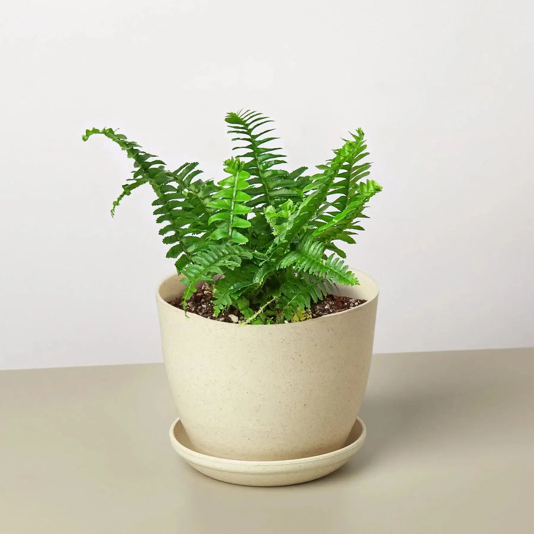Jester's Crown Fern-Indoor Plants-American Plant Supply