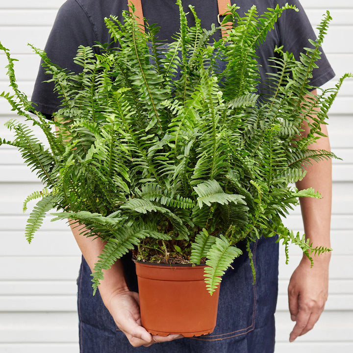 Jester's Crown Fern-Indoor Plants-American Plant Supply