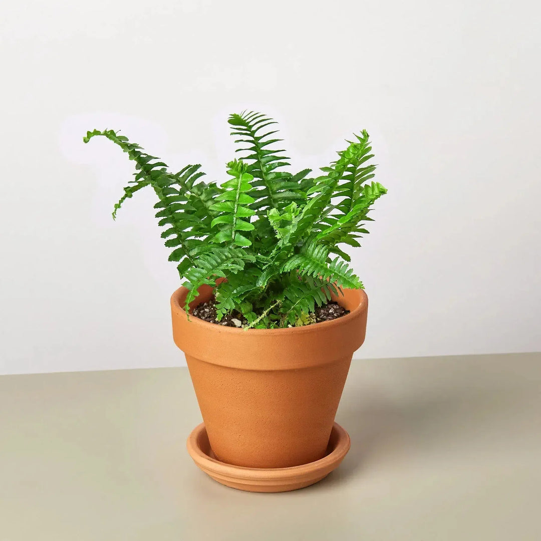 Jester's Crown Fern-Indoor Plants-American Plant Supply
