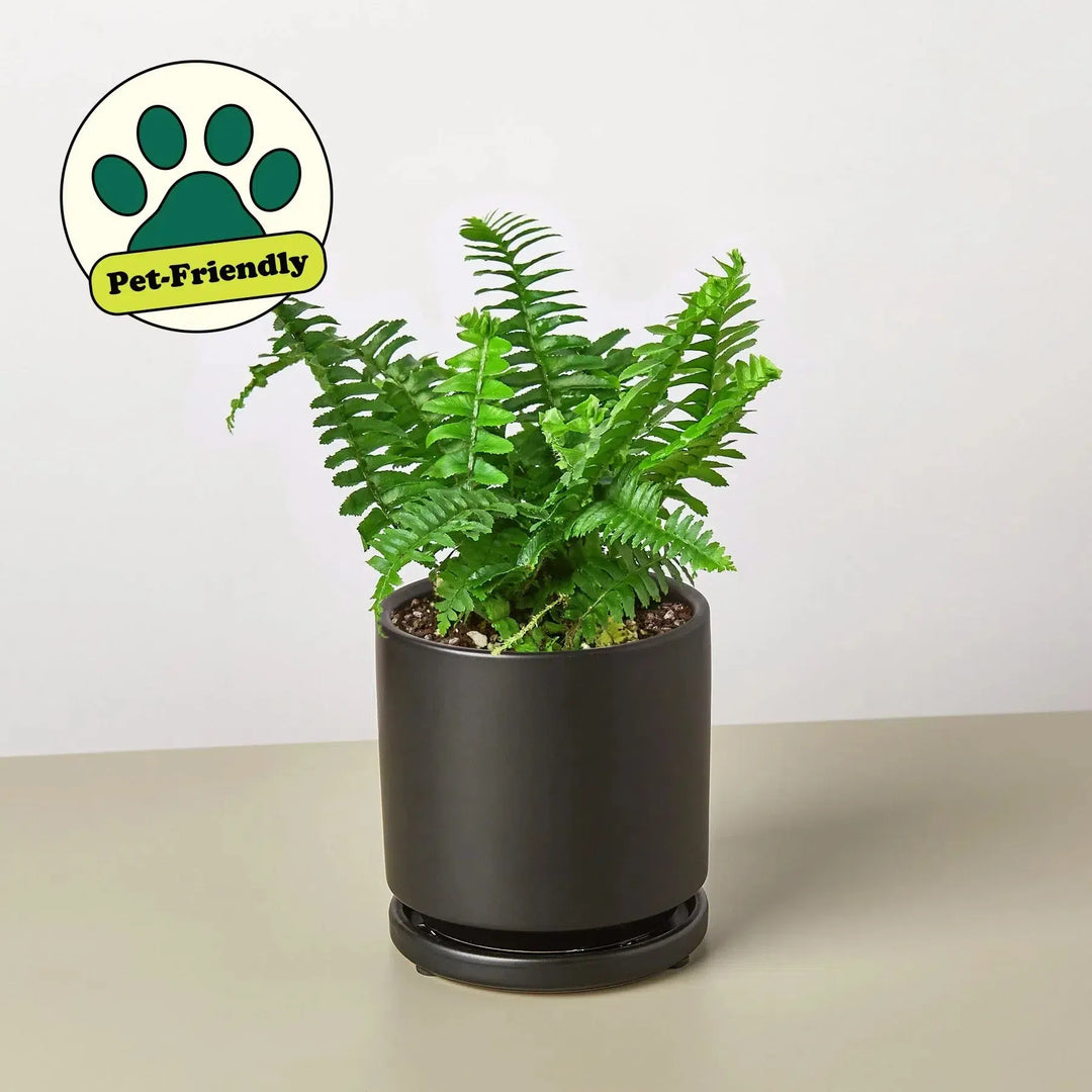 Jester's Crown Fern-Indoor Plants-American Plant Supply