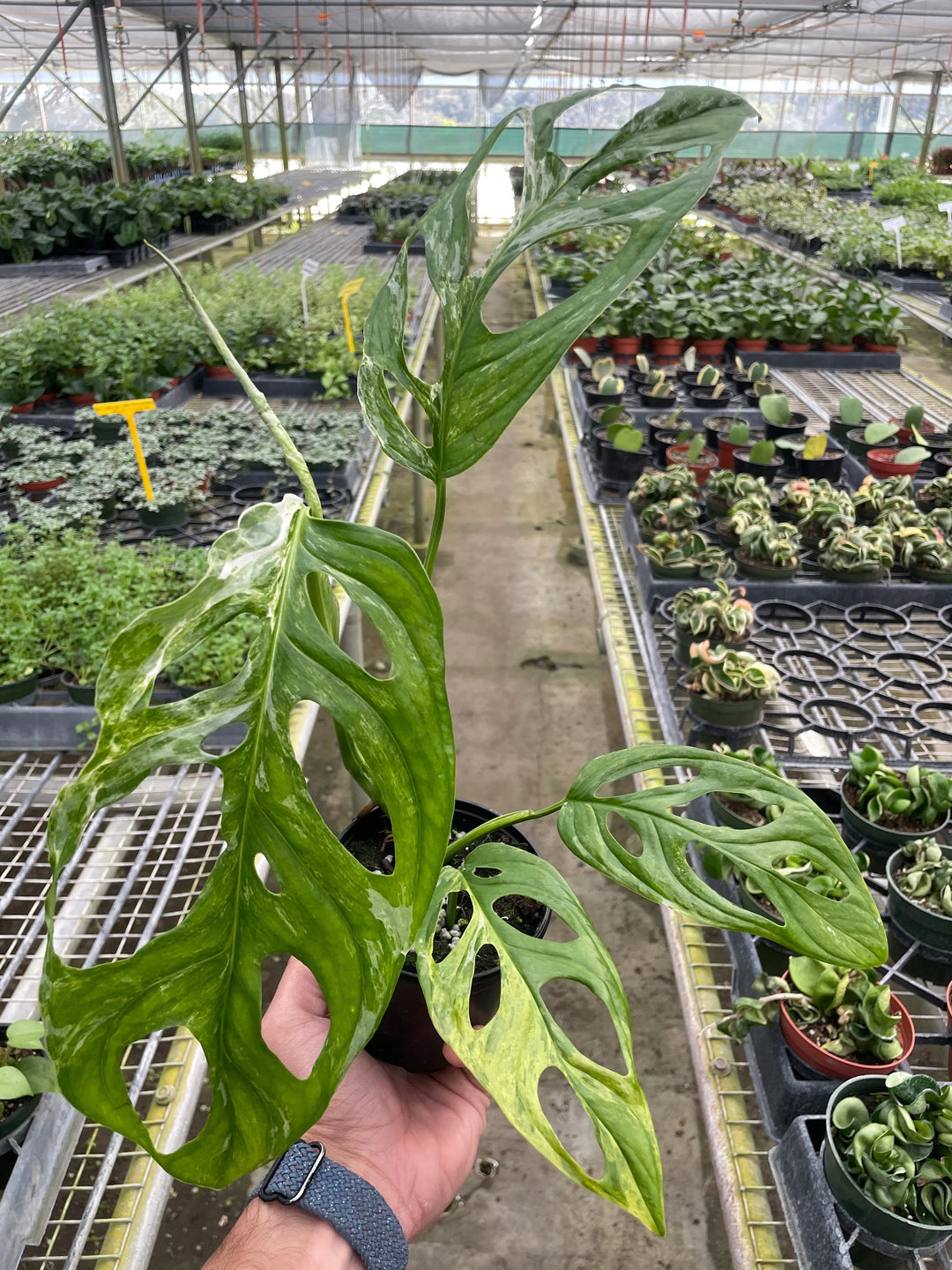 Monstera Adansonii 'Swiss Cheese Variegated'-4" Plant (1pk/$2) ($6 Ship/15oz)-American Plant Supply