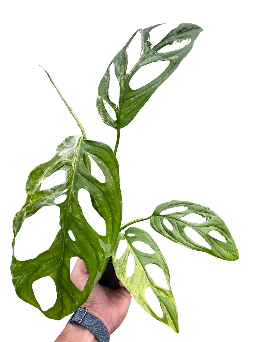 Monstera Adansonii 'Swiss Cheese Variegated'-4" Plant (1pk/$2) ($6 Ship/15oz)-American Plant Supply
