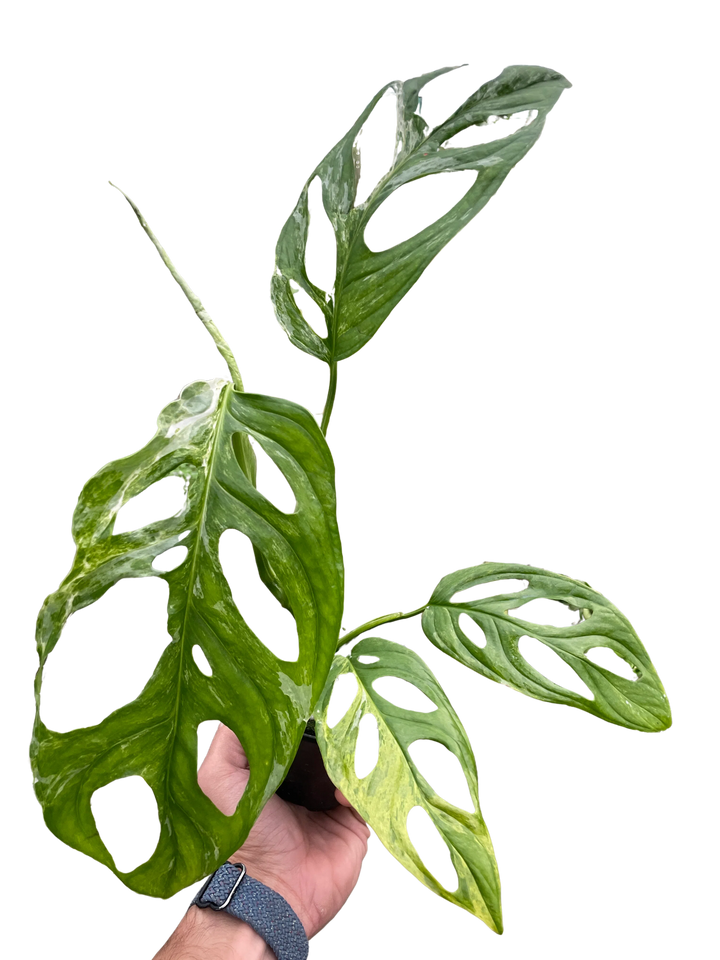 Monstera Adansonii 'Swiss Cheese Variegated'-4" Plant (1pk/$2) ($6 Ship/15oz)-American Plant Supply