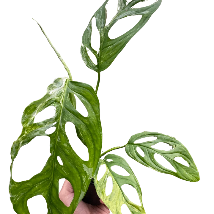 Monstera Adansonii 'Swiss Cheese Variegated'-4" Plant (1pk/$2) ($6 Ship/15oz)-American Plant Supply