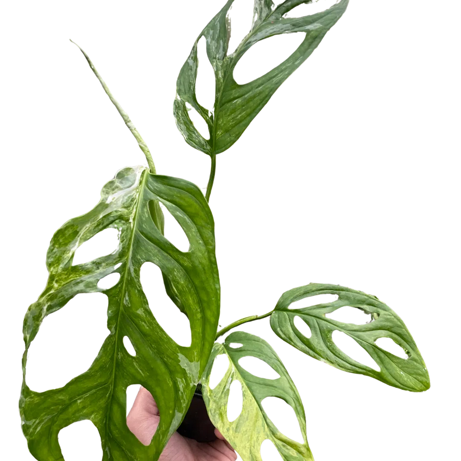 Monstera Adansonii 'Swiss Cheese Variegated'-4" Plant (1pk/$2) ($6 Ship/15oz)-American Plant Supply