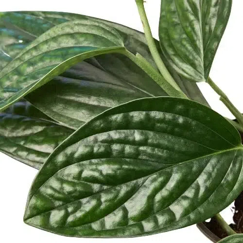 Monstera 'Peru'-Indoor Plants-American Plant Supply