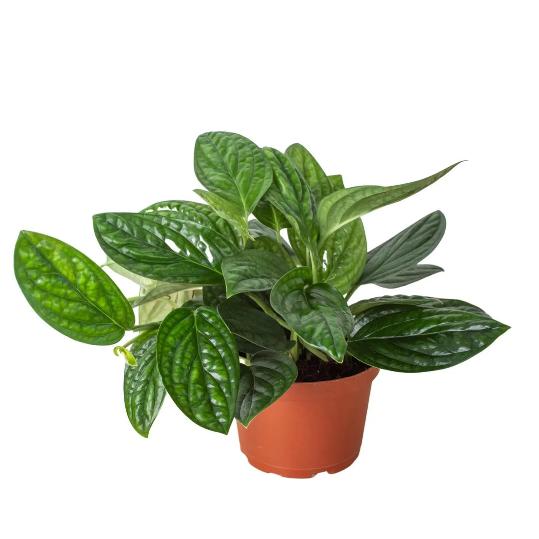 Monstera 'Peru'-Indoor Plants-American Plant Supply