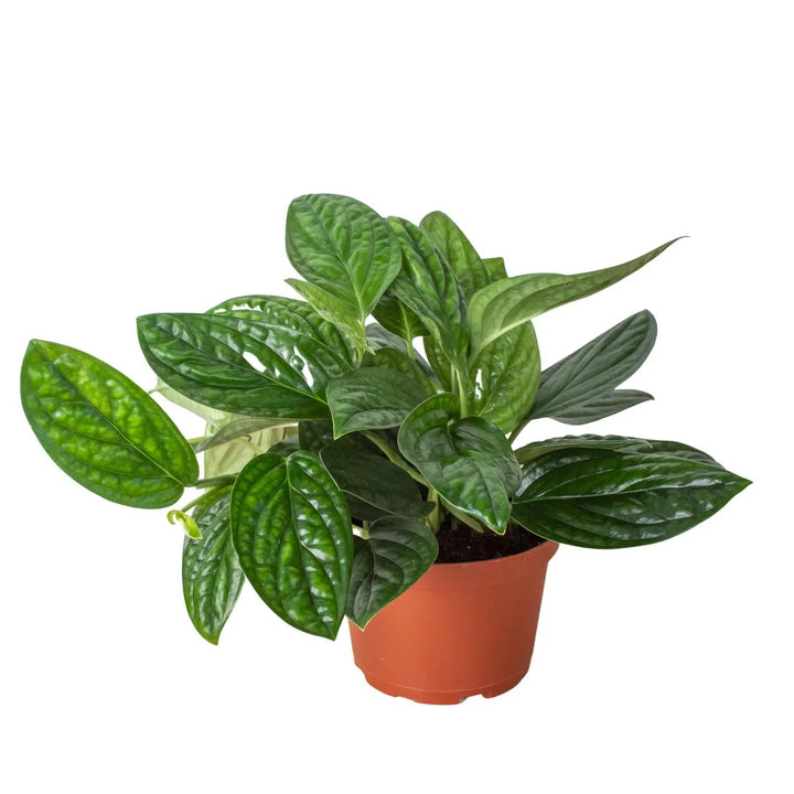 Monstera 'Peru'-Indoor Plants-American Plant Supply