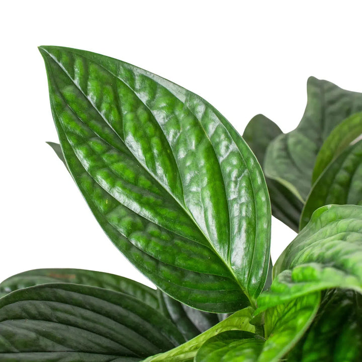 Monstera 'Peru'-Indoor Plants-American Plant Supply
