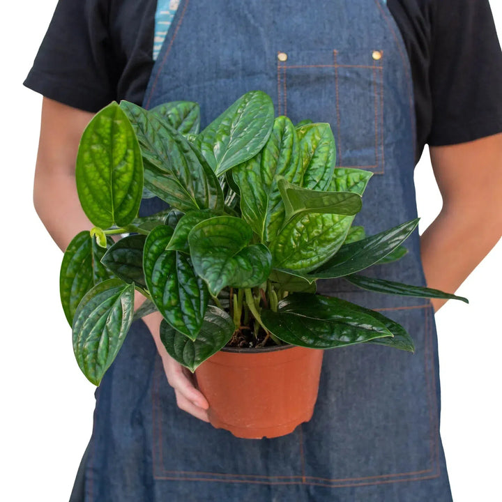 Monstera 'Peru'-Indoor Plants-American Plant Supply